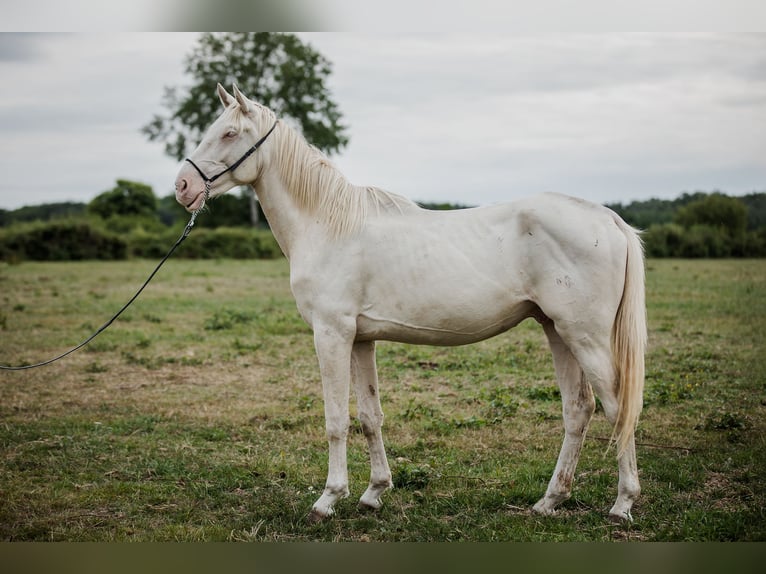 Zangersheider Hengst 4 Jahre 160 cm Perlino in Beaumont pied-de-boeuf