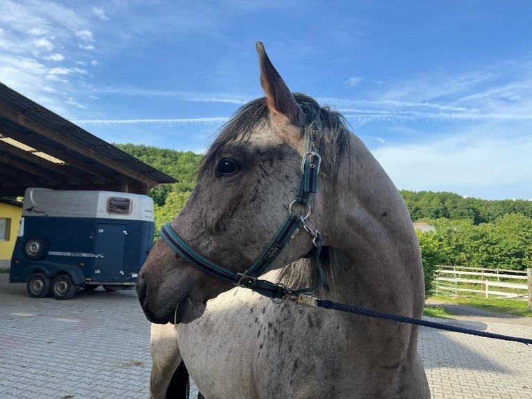 Zangersheider Hengst 4 Jahre 162 cm Roan-Bay in Heiligenkreuz