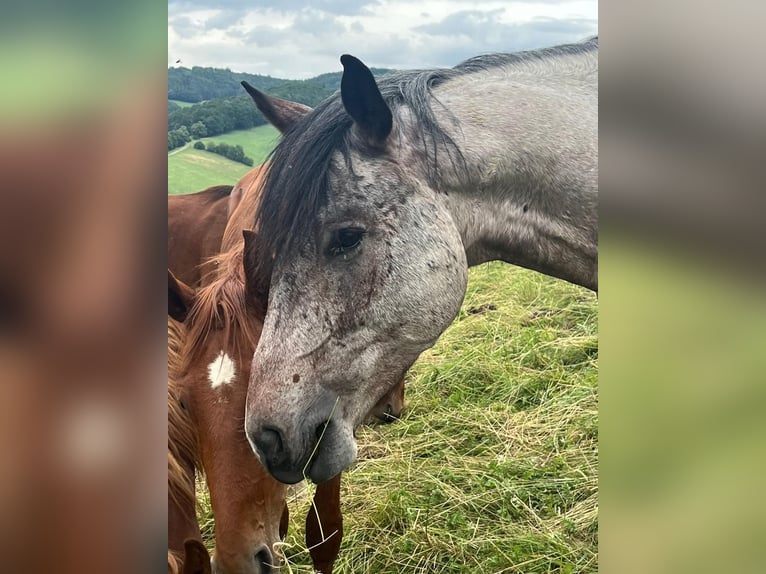 Zangersheider Hengst 4 Jahre 162 cm Roan-Bay in Stadl-Traun