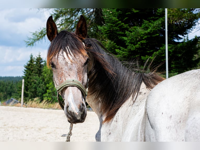 Zangersheider Hengst 4 Jahre 162 cm Roan-Bay in Stadl-Traun