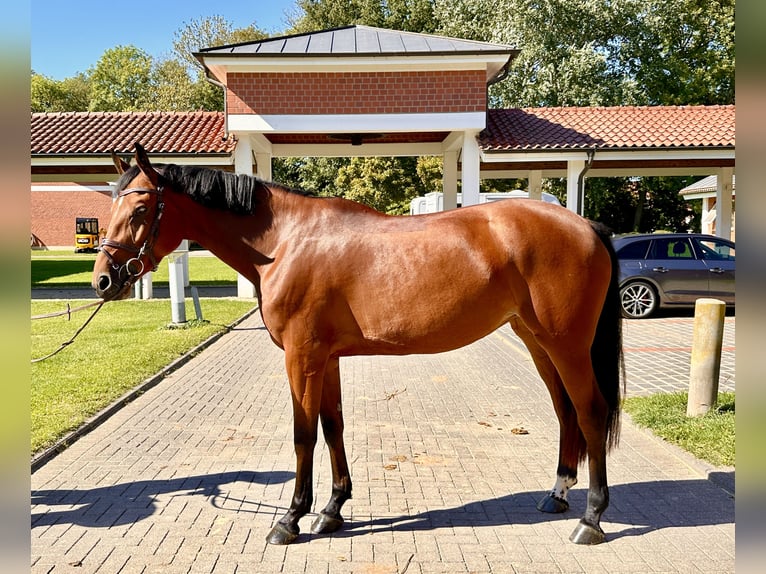 Zangersheider Hengst 4 Jahre 164 cm Brauner in Z&#xFC;lpich