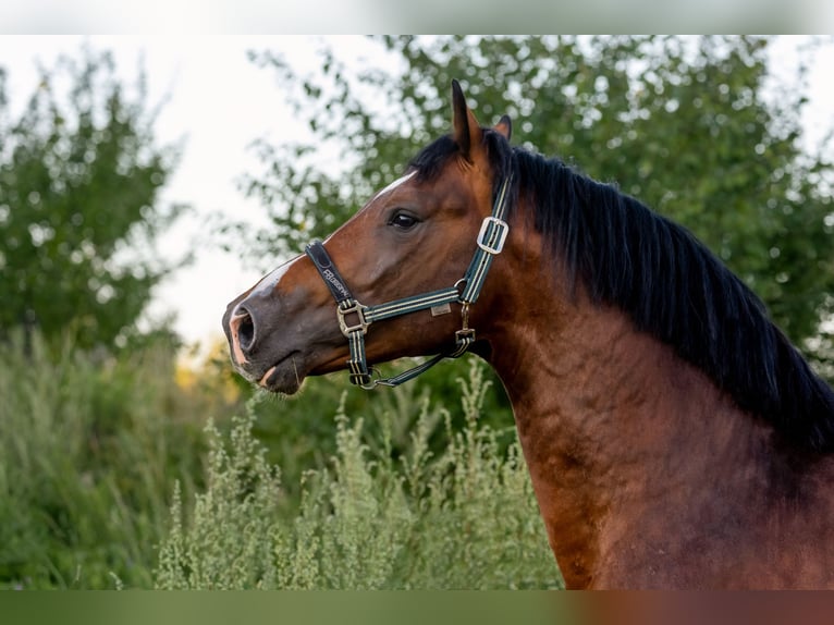 Zangersheider Hengst 4 Jahre 164 cm Dunkelbrauner in Stragnai II