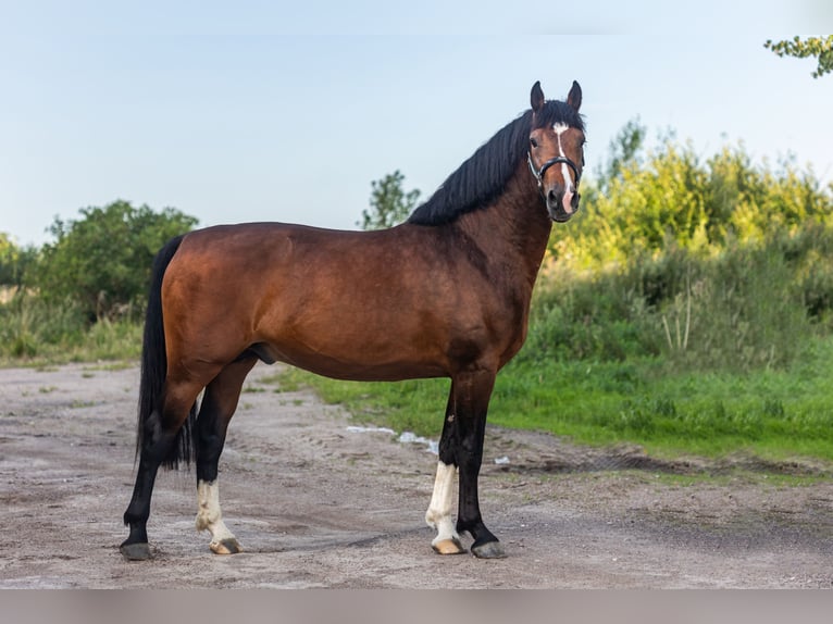 Zangersheider Hengst 4 Jahre 164 cm Dunkelbrauner in Stragnai II