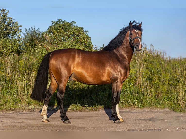 Zangersheider Hengst 4 Jahre 164 cm Dunkelbrauner in Stragnai II