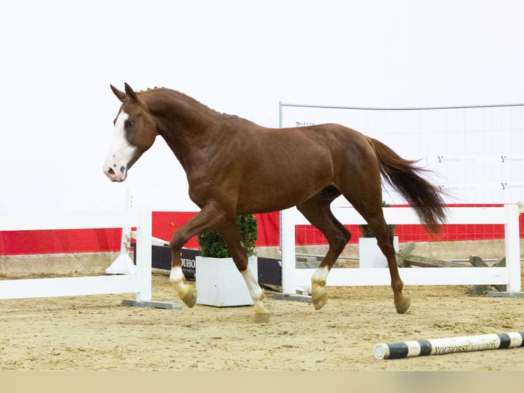 Zangersheider Hengst 4 Jahre 165 cm Champagne in Waddinxveen