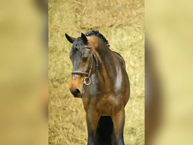 Zangersheider Hengst 4 Jahre 168 cm Brauner in Bladel