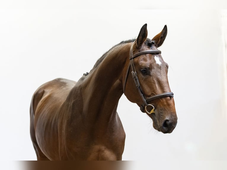 Zangersheider Hengst 4 Jahre 168 cm Brauner in Waddinxveen