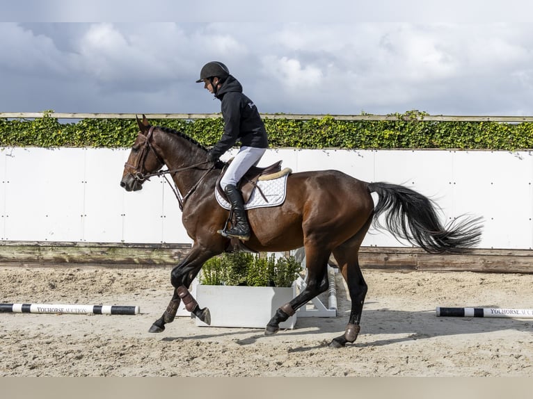 Zangersheider Hengst 4 Jahre 168 cm Brauner in Waddinxveen