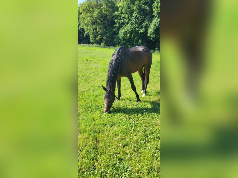 Zangersheider Hengst 4 Jahre 168 cm Dunkelbrauner in Ober-Ramstadt