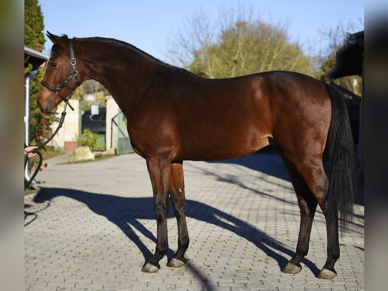 Zangersheider Hengst 4 Jahre 170 cm Brauner in Murska Soboda