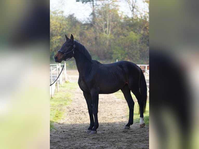 Zangersheider Hengst 4 Jahre 170 cm Dunkelbrauner in Ketsch