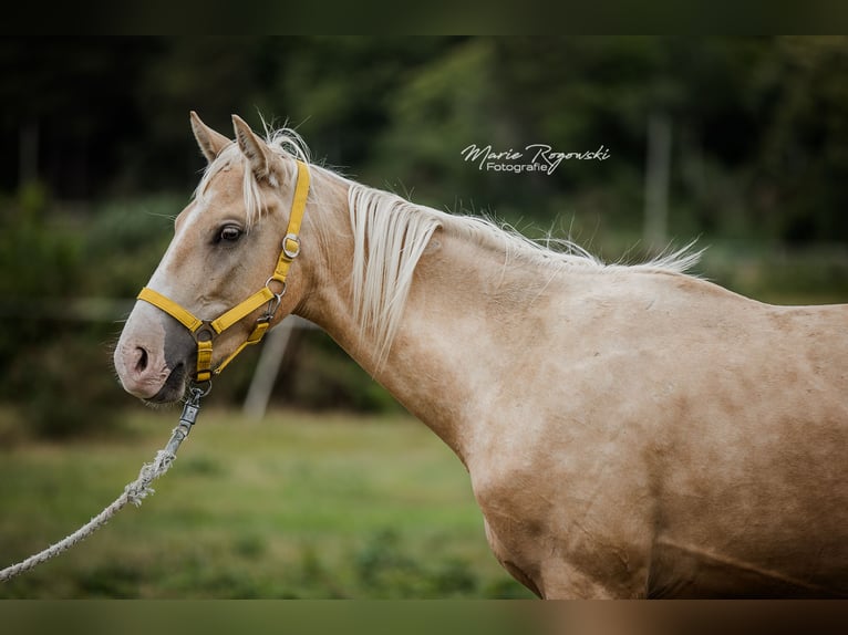 Zangersheider Hengst 4 Jahre 170 cm Palomino in Beaumont pied-de-boeuf