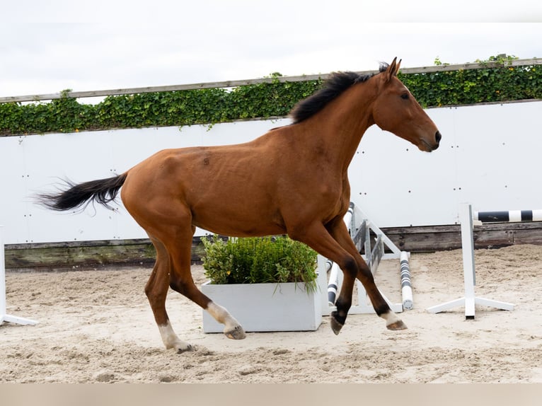 Zangersheider Hengst 4 Jahre 171 cm Brauner in Waddinxveen