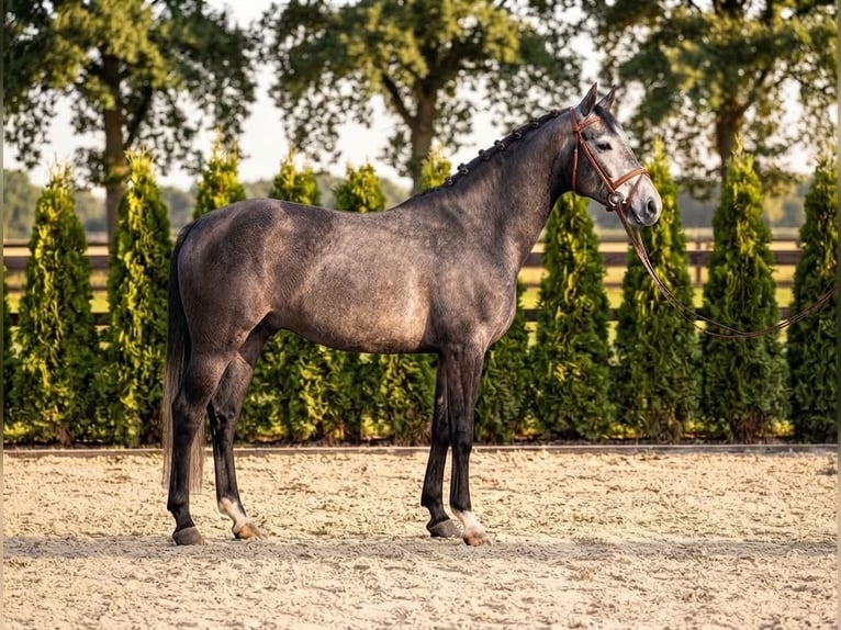Zangersheider Hengst 4 Jahre 172 cm Apfelschimmel in Kosice