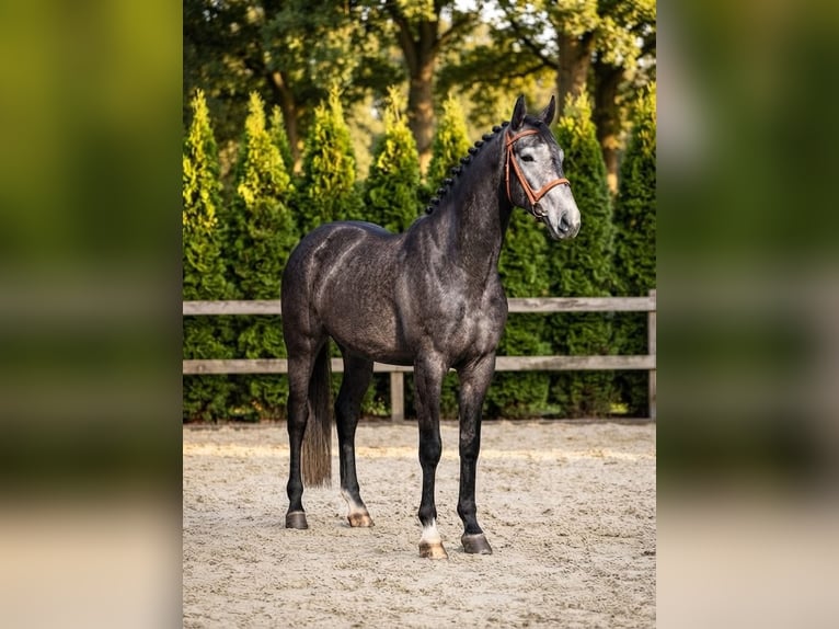 Zangersheider Hengst 4 Jahre 172 cm Apfelschimmel in Kosice