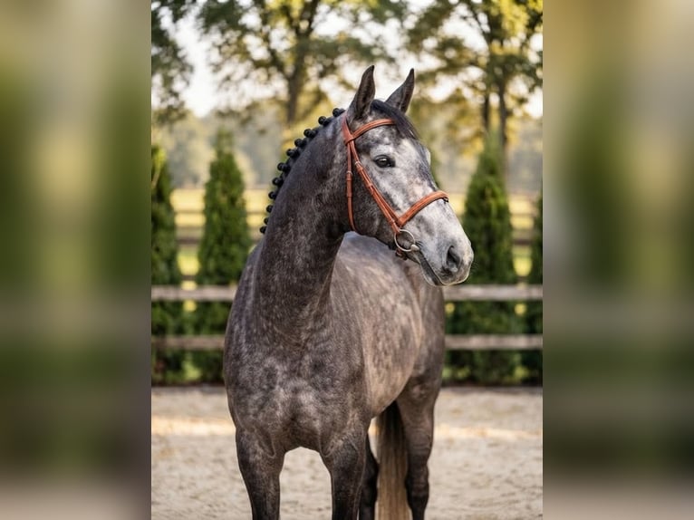 Zangersheider Hengst 4 Jahre 172 cm Apfelschimmel in Kosice