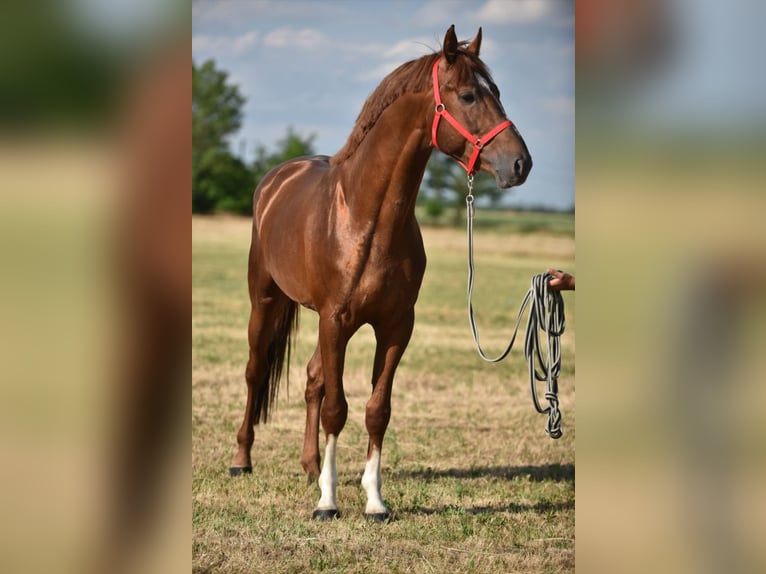 Zangersheider Hengst 4 Jahre 172 cm Dunkelfuchs in Szarvas,Békés