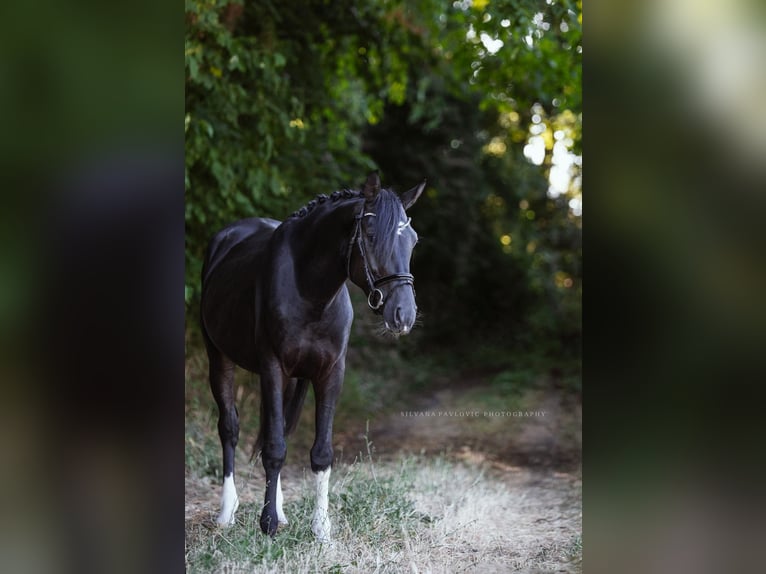 Zangersheider Hengst 5 Jahre 150 cm Rappe in Bruchsal