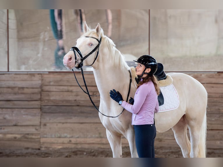 Zangersheider Hengst 5 Jahre 157 cm Cremello in Bytom