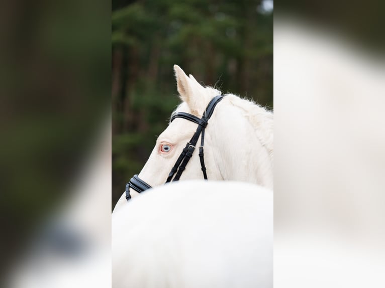 Zangersheider Hengst 5 Jahre 157 cm Cremello in Bytom