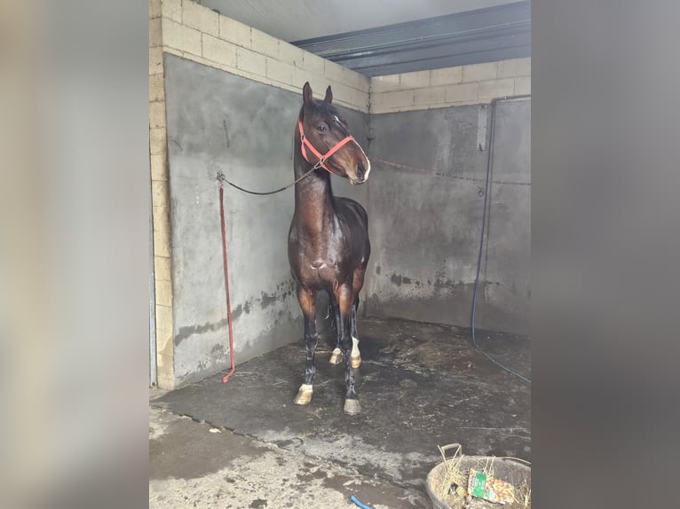 Zangersheider Hengst 5 Jahre 163 cm Brauner in Madrid