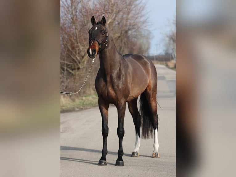 Zangersheider Hengst 5 Jahre 165 cm Brauner in Hódmezővásárhely