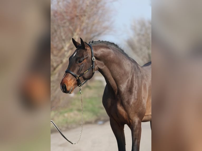 Zangersheider Hengst 5 Jahre 165 cm Brauner in Hódmezővásárhely