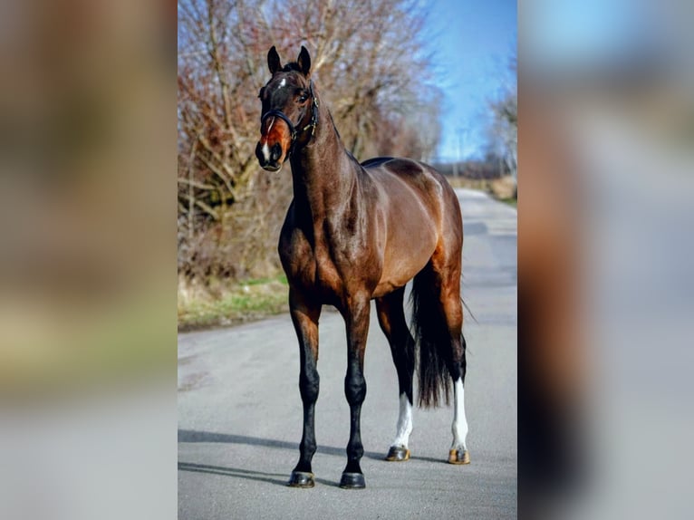 Zangersheider Hengst 5 Jahre 165 cm Brauner in Hódmezővásárhely