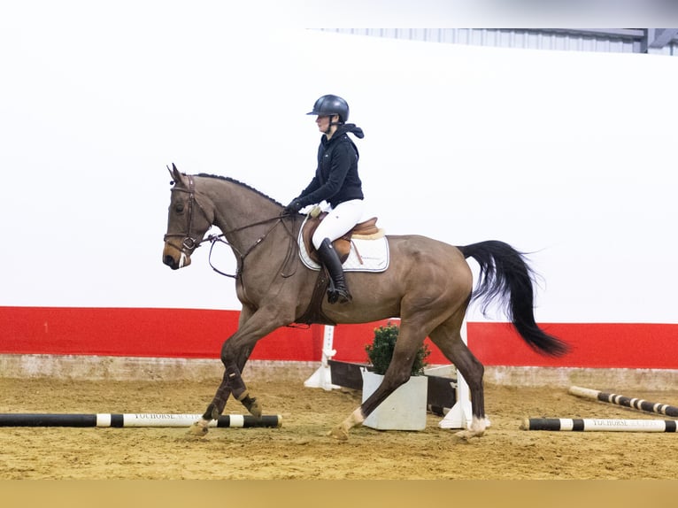Zangersheider Hengst 5 Jahre 165 cm Brauner in Waddinxveen