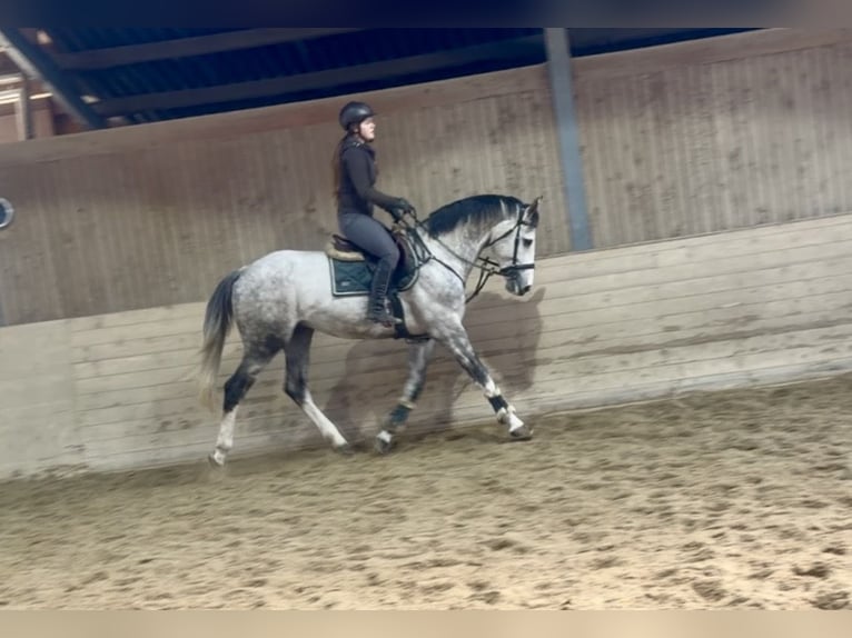 Zangersheider Hengst 5 Jahre 168 cm Apfelschimmel in Pelmberg