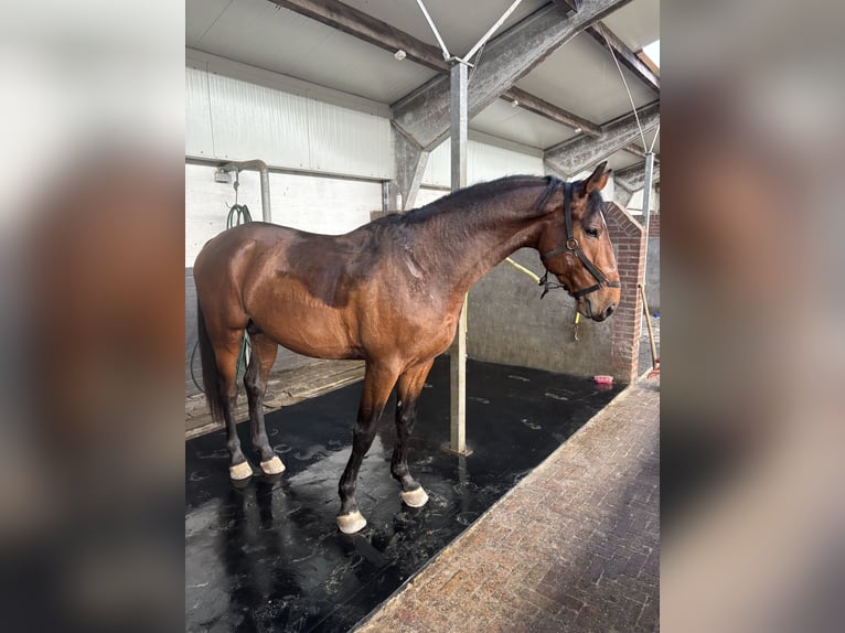 Zangersheider Hengst 5 Jahre 169 cm  in Schijndel