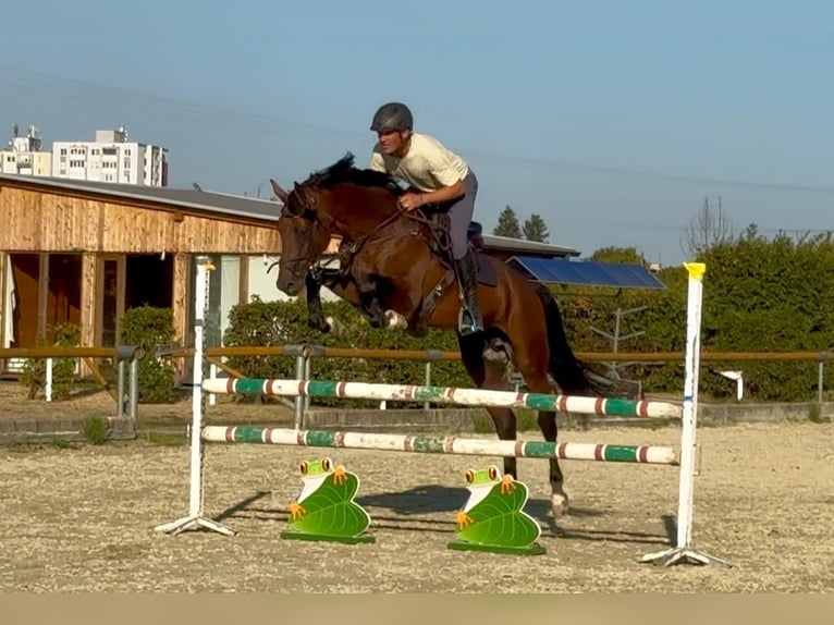 Zangersheider Hengst 7 Jahre 168 cm Brauner in Brno