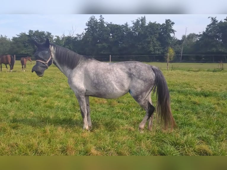 Zangersheider Hengst 7 Jahre 168 cm Schimmel in Elmshorn