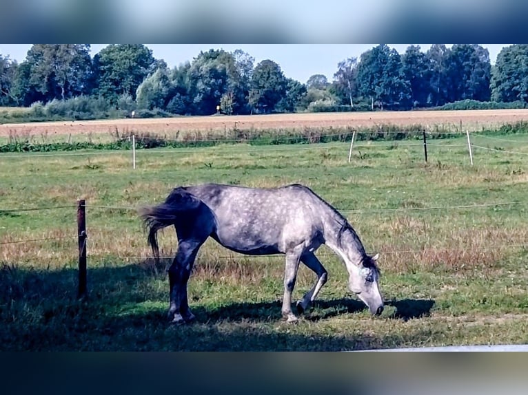 Zangersheider Hengst 7 Jahre 168 cm Schimmel in Elmshorn
