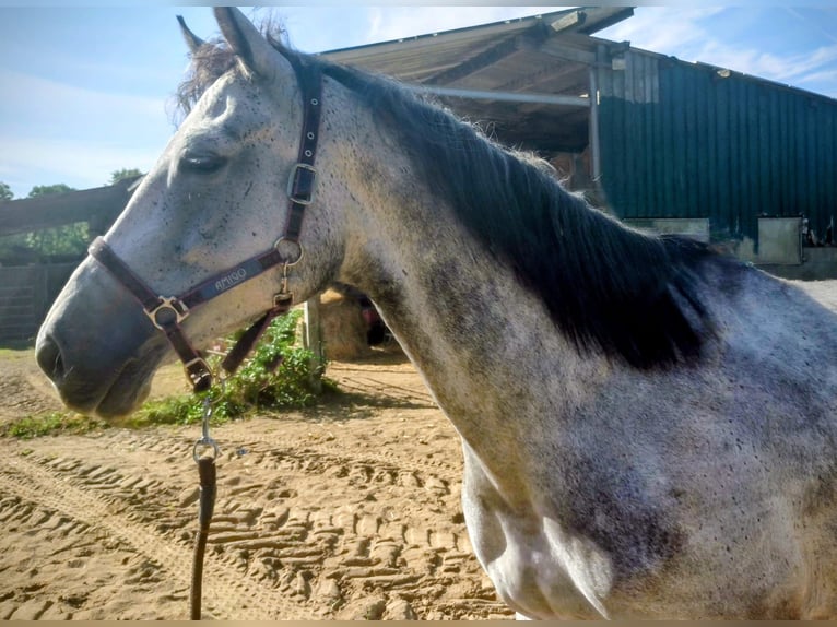 Zangersheider Hengst 7 Jahre 168 cm Schimmel in Elmshorn