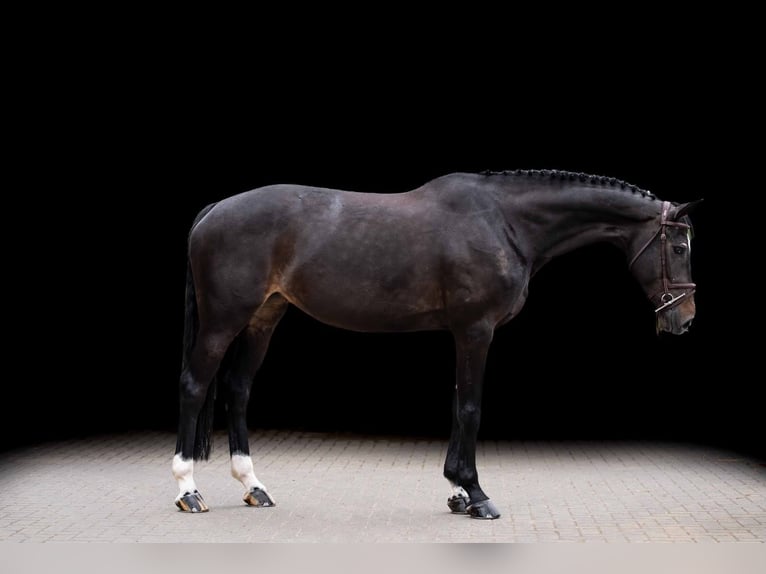 Zangersheider Hengst 7 Jahre 171 cm Dunkelbrauner in Zülpich