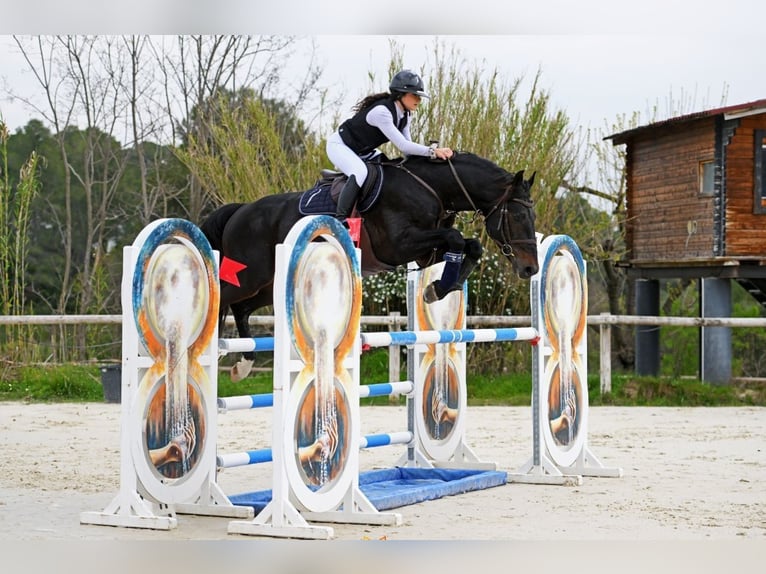 Zangersheider Hengst 7 Jahre 172 cm Schwarzbrauner in Montpellier