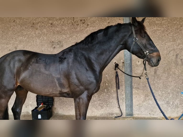 Zangersheider Hengst 7 Jahre 172 cm Schwarzbrauner in Montpellier