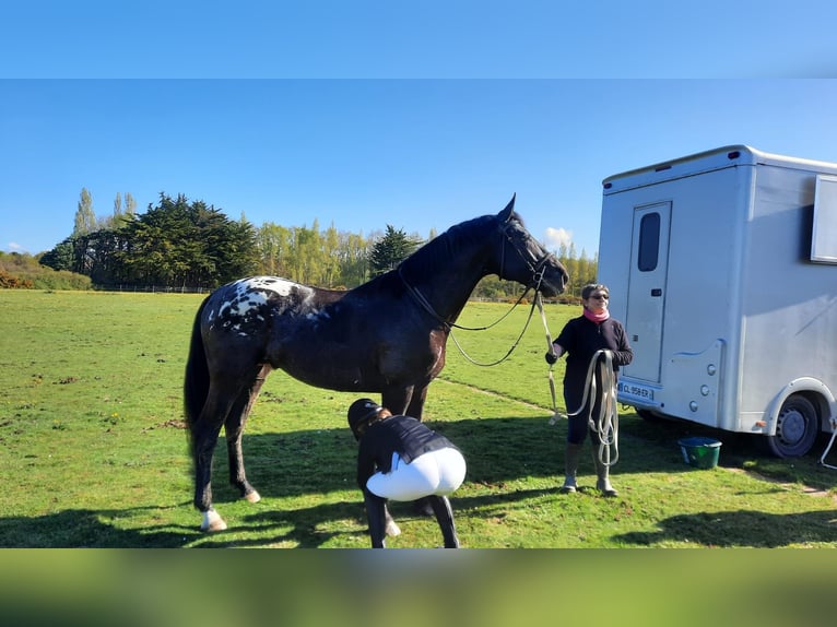 Zangersheider Hengst 8 Jahre 175 cm Tigerschecke in Saint Bonnet de Bellac
