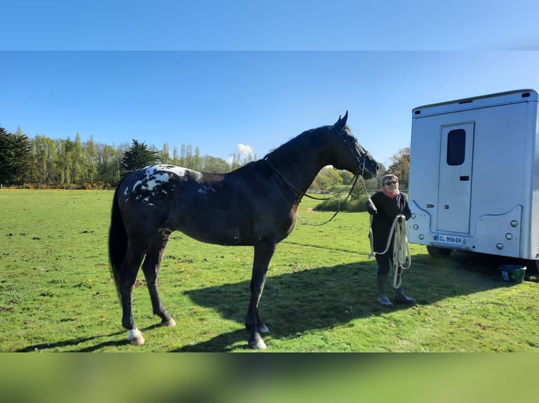 Zangersheider Hengst 8 Jahre 175 cm Tigerschecke in Saint Bonnet de Bellac