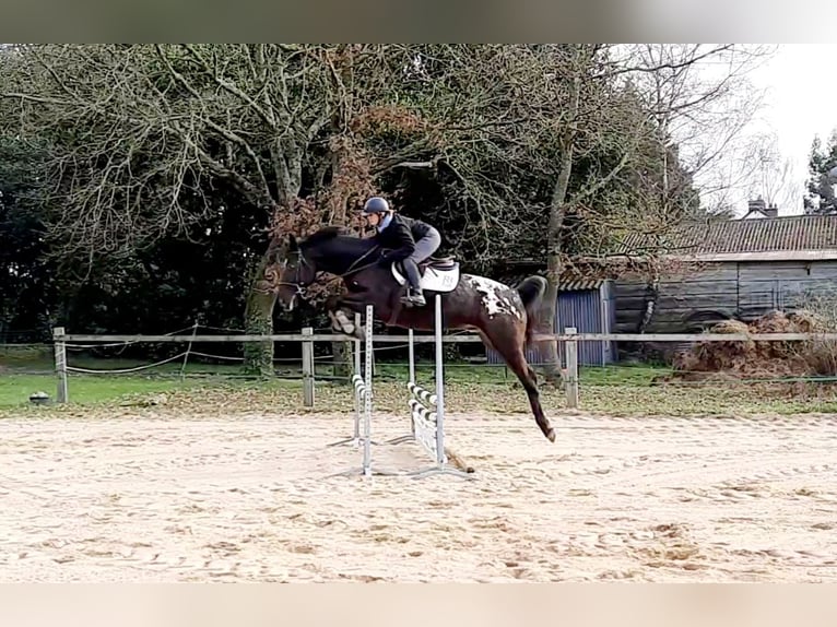 Zangersheider Hengst 8 Jahre 175 cm Tigerschecke in Saint Bonnet de Bellac