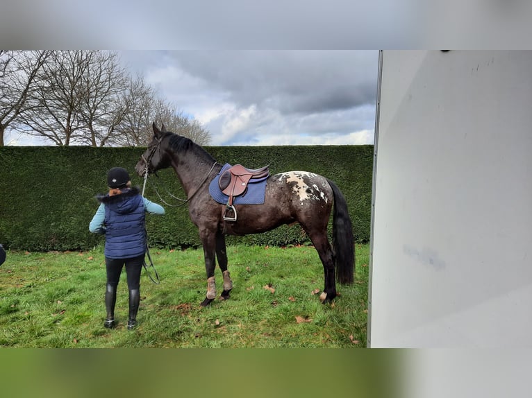 Zangersheider Hengst 8 Jahre 175 cm Tigerschecke in Saint Bonnet de Bellac