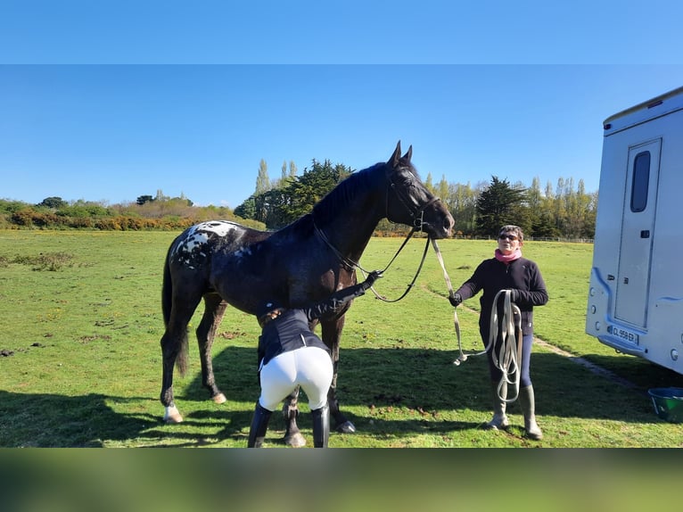 Zangersheider Hengst 8 Jahre 175 cm Tigerschecke in Saint Bonnet de Bellac