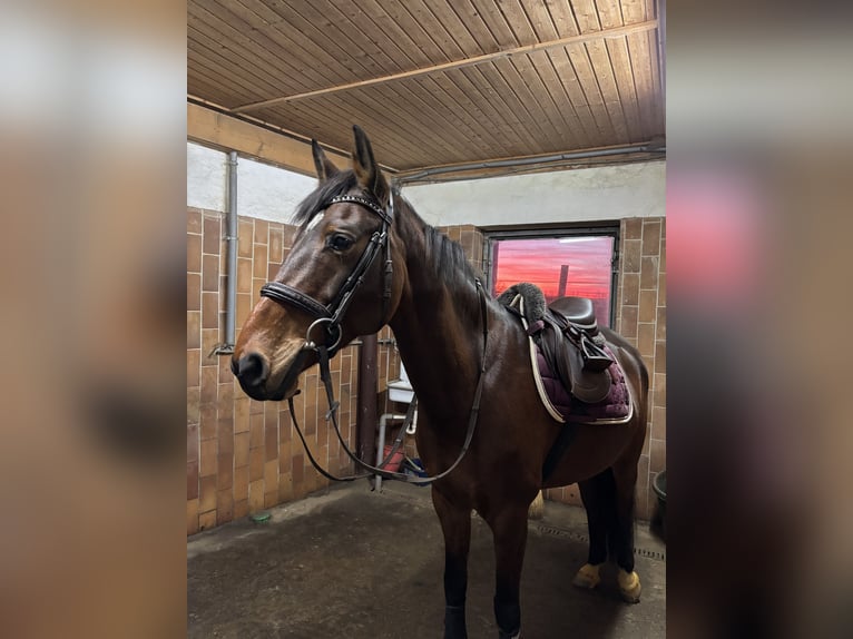 Zangersheider Hengst 9 Jahre 160 cm Brauner in Hof