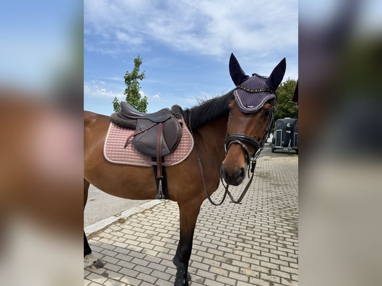 Zangersheider Hengst 9 Jahre 160 cm Brauner in Hof