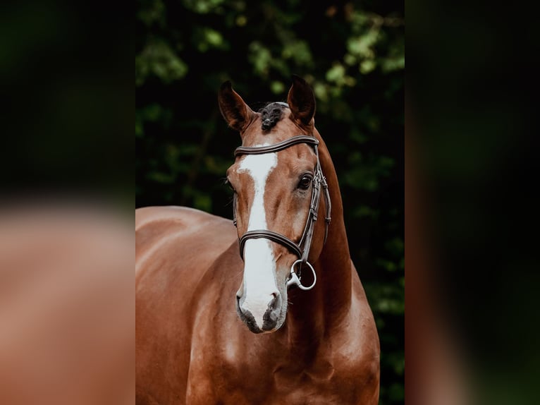 Zangersheider Hengst 9 Jahre 172 cm Brauner in Riedstadt