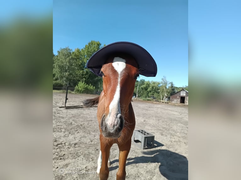 Zangersheider Hengst  160 cm Brauner in Otwock