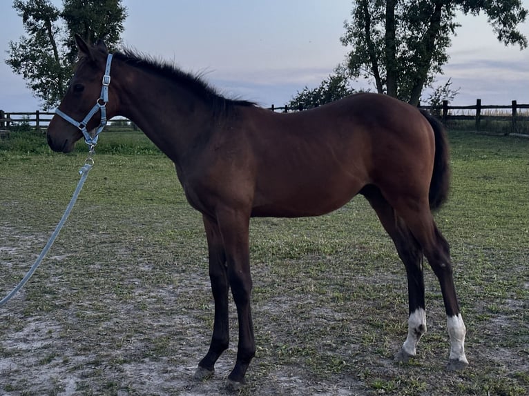 Zangersheider Hengst Fohlen (04/2026) 165 cm Dunkelbrauner in Trkusów