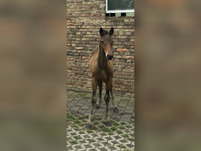 Zangersheider Hengst  168 cm Brauner in Rohlack