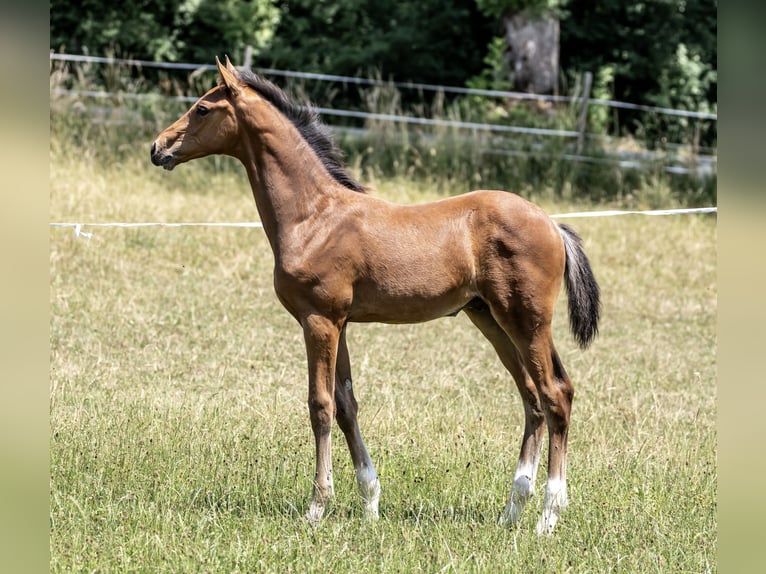 Zangersheider Hengst Fohlen (04/2026) 170 cm Brauner in Donaueschingen